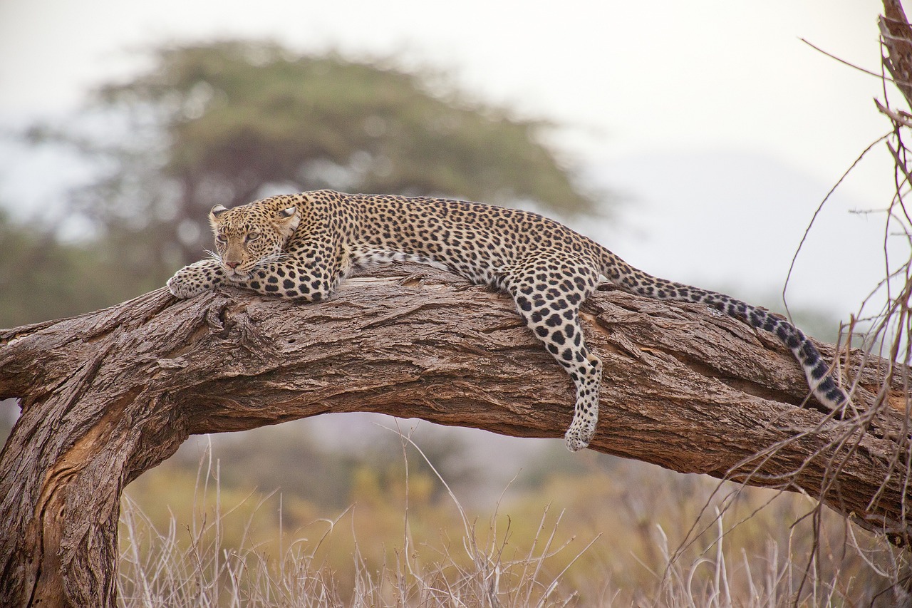 Botswana