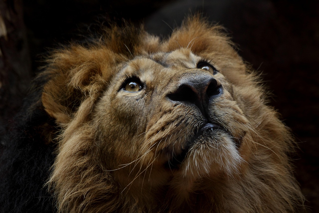 Wildlife Safaris